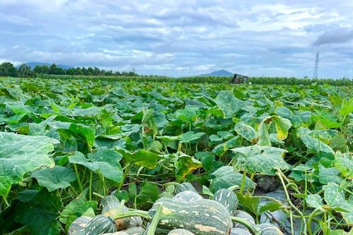 Nông dân Nam Đàn 'trúng đậm' khi giá bí đỏ cao kỷ lục