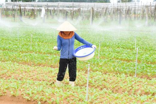 Nông dân vùng màu Nghệ An khẩn trương khôi phục sản xuất sau mưa lụt
