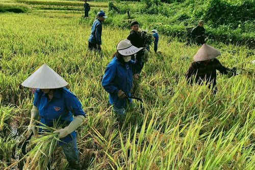 Nông dân Quế Phong cấp tập thu hoạch lúa vụ mùa