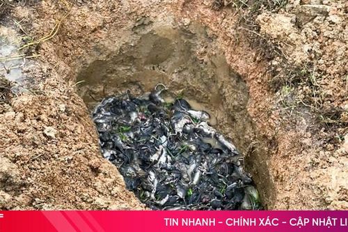 Sau lũ, Đức Thọ ra quân diệt hơn 100 ngàn con chuột