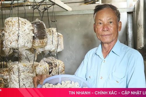 Cựu chiến binh đầu tư tiền tỷ để trồng nấm