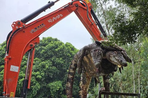 Một trang trại Thái Lan tiêu hủy 125 con cá sấu do lo ngại nước lũ dâng cao