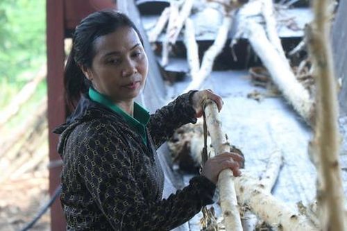Chị nông dân trồng cây cao vút 'quý như vàng', nhẹ nhàng kiếm gần 5 tỷ đồng/năm