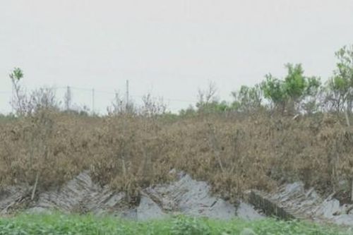 Lũ 'cuốn' cả vườn quất cảnh, anh nông dân Hưng Yên mất cả tỷ đồng