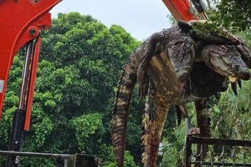 Chủ trang trại giết cả đàn cá sấu trị giá hơn 1 tỷ đồng sau bão Yagi
