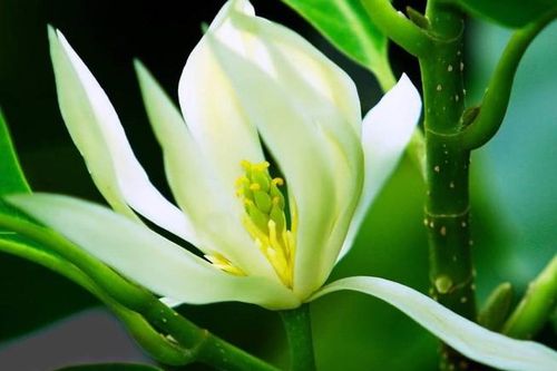 Nếu nhà có nhiều muỗi? Hãy trồng loại hoa này và đặt chúng trên bậu cửa sổ, tất cả muỗi sẽ biến mất