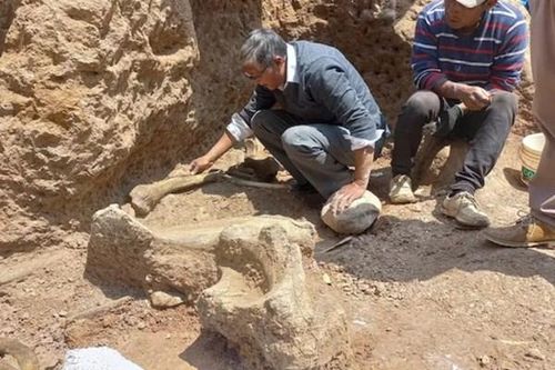 Phát hiện hóa thạch 3 con voi răng mấu thời Kỷ Băng hà tại dãy Andes