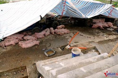 700 hộ dân chạy lũ, dựng lán trên đê để nuôi lợn ở Thanh Hóa