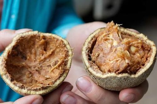 Loại quả xưa chín rụng không ai ăn, giờ thành đặc sản được ưa chuộng vì bổ dưỡng, 100.000 đồng/kg