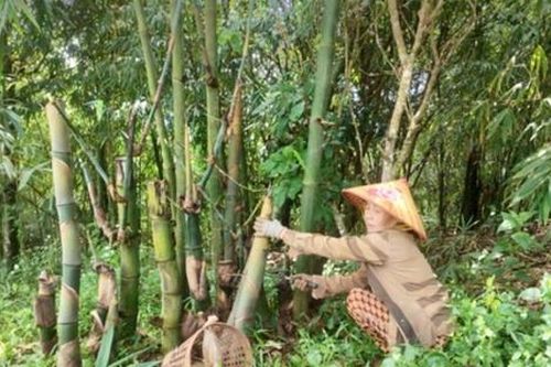 Cụ bà 73 tuổi kiếm tiền tỷ mỗi năm nhờ loại tre độc lạ, xuất khẩu sang nước ngoài