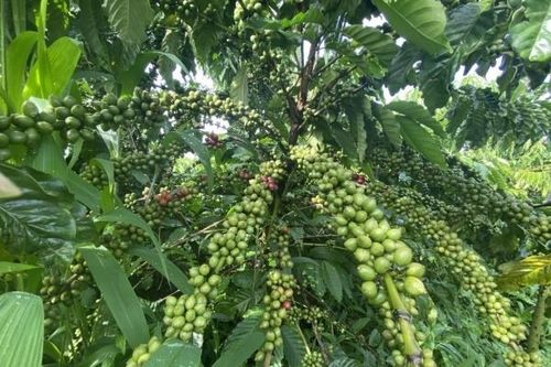 Loạt quy định khắt khe về tiêu chuẩn xanh của EU khiến doanh nghiệp gặp khó