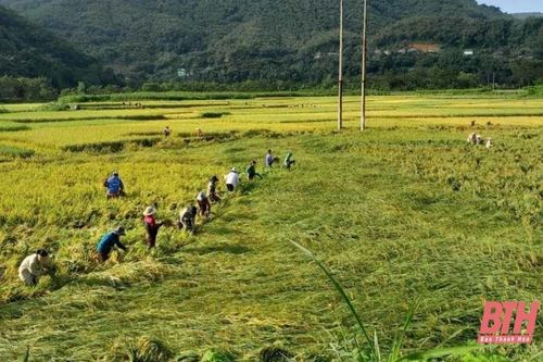 Mưa lũ gây thiệt hại hơn 2.482 ha cây trồng
