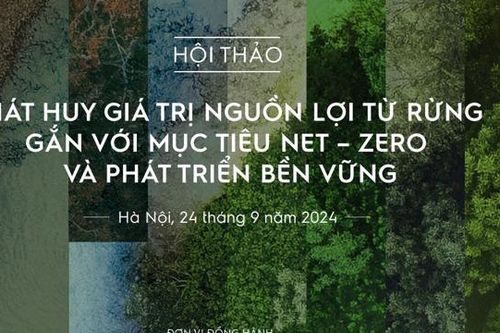 Cơ hội đầu tư phát triển rừng từ cơ chế tạo tín chỉ carbon