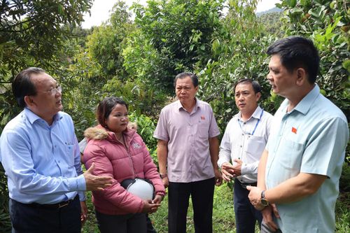 Khánh Sơn: Phát triển lâm nghiệp gắn với tạo sinh kế cho hộ nghèo