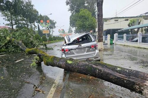 Bảo Lâm: Cây xanh ngã đổ đè trúng xe ô tô