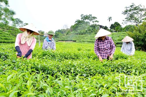 Làng nghề chè ở Phú Lương: Khẳng định thương hiệu bằng chất lượng sản phẩm
