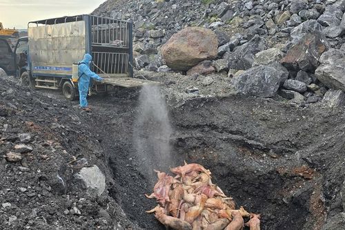 Thái Nguyên: Phát hiện gần 800kg lợn chết và lợn bị nhiễm bệnh đang trên đường đi tiêu thụ
