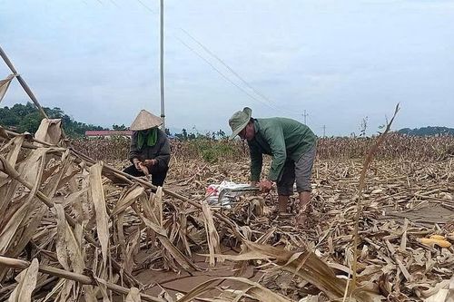 Tăng mức hỗ trợ để sớm khôi phục nông nghiệp bị thiệt hại do thiên tai