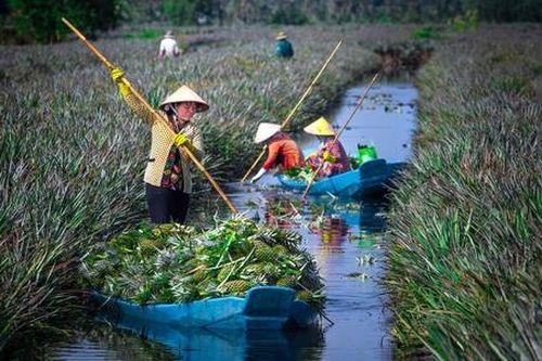 Quy hoạch vùng nguyên liệu, nâng chất hệ thống cung ứng thực phẩm