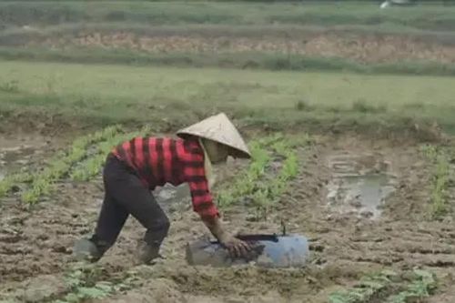 Hà Nội khôi phục sản xuất nông nghiệp sau bão số 3