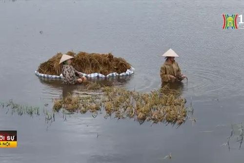 Hà Nội hỗ trợ giống lúa cho người nông dân
