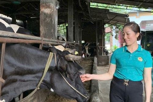Mô hình nông nghiệp mới của huyện Ba Vì
