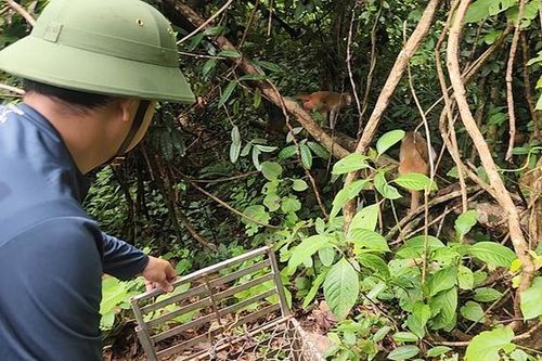 Thả nhiều động vật nguy cấp, quý hiếm về rừng Phong Nha – Kẻ Bàng
