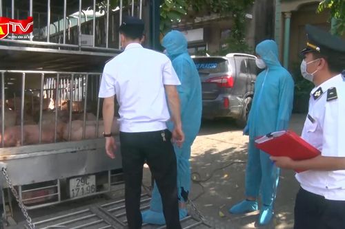 'Chặn' kịp thời xe ô tô chở lợn chết và lợn bị nhiễm bệnh đi tiêu thụ