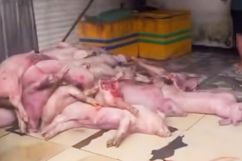 Phát hiện cơ sở thu gom 3,3 tấn thịt heo chết do bệnh tai xanh