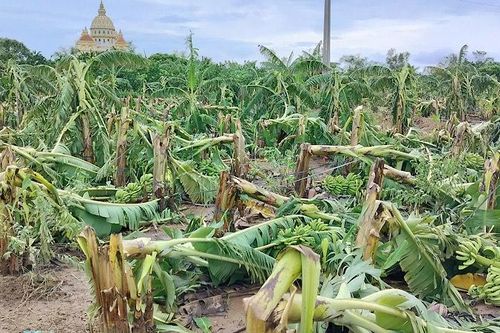 Chúng tôi mong sớm nhận được hỗ trợ để tái thiết ruộng đồng