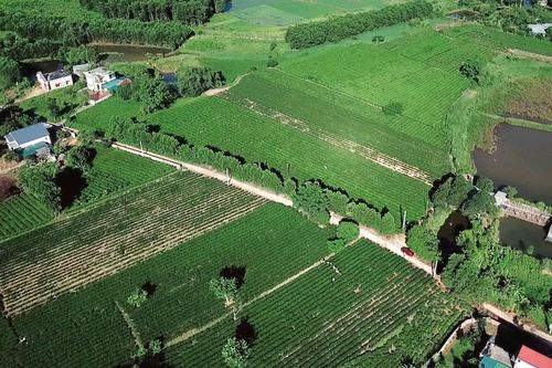Nâng cao giá trị sản phẩm chè Hải Hà