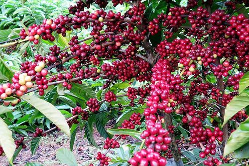 Hướng đi giúp cà-phê Việt vững bước trên 'hành trình giá' mới