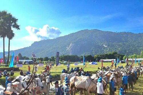 56 đôi bò xuất sắc tranh tài Hội đua bò Bảy Núi An Giang