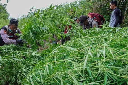 Phát hiện đồn điền cần sa lớn tại vườn quốc gia Indonesia