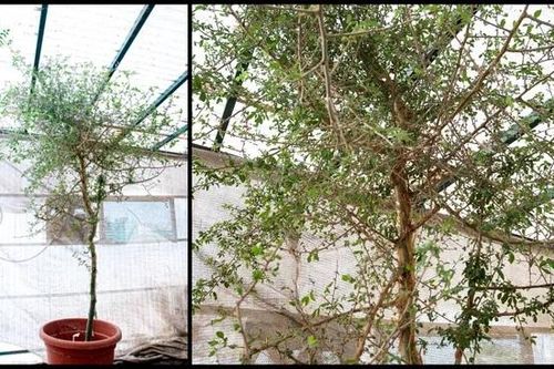 Hồi sinh cây được đề cập trong Kinh thánh từ hạt giống bí ẩn 1.000 năm tuổi