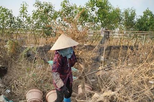Thấp thỏm khôi phục làng cây cảnh lớn nhất miền Bắc
