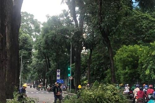 Cắt tỉa cây xanh gây tắc đường, đơn vị thi công nói gì?