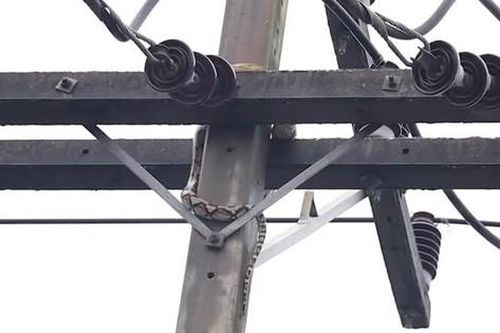 Trăn dài 3m cuộn mình trên cột điện khiến người dân hoảng sợ