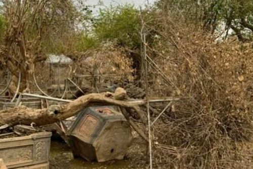 Cây cảnh trị giá cả trăm triệu nay thành củi khô sau trận lũ lịch sử