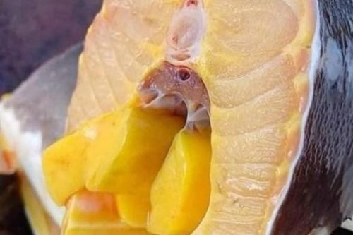 Bất ngờ loại cá 'nhà giàu' được rao bán với giá 'giải cứu', chỉ từ 49.000 đồng/con