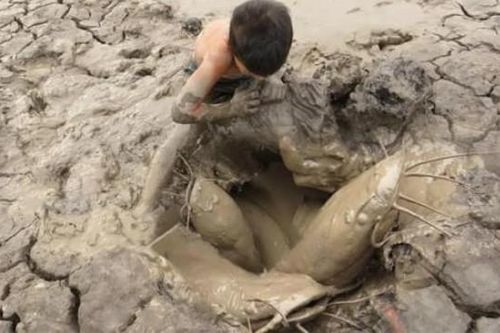 Cá phổi châu Phi nguyên thủy đã sống được 400 triệu năm dù không ăn uống gì nhưng lại không thể trốn tránh người châu Phi?