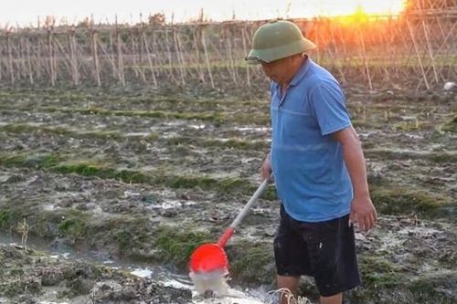 Vựa rau lớn nhất Hà Nội vực dậy sau bão Yagi