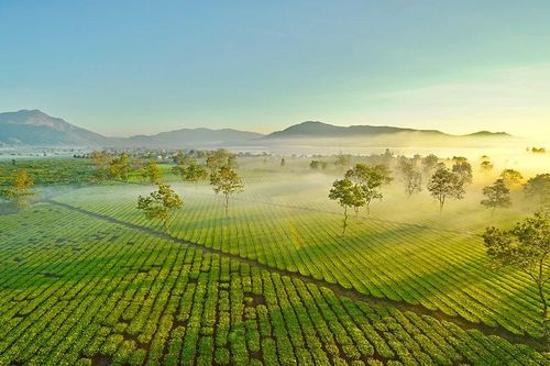 Từ vùng chè 100 năm đến Nghĩa Hưng ân tình, trù phú