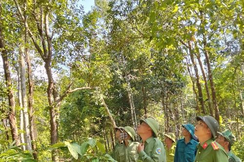 Gia Lai ban hành kế hoạch hành động thích ứng với quy định không gây mất rừng