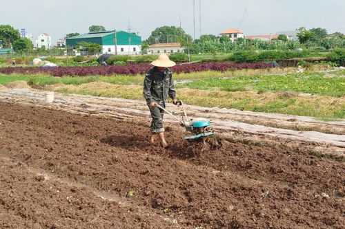 Năng suất vụ Mùa ước đạt 53,1 tạ/ha