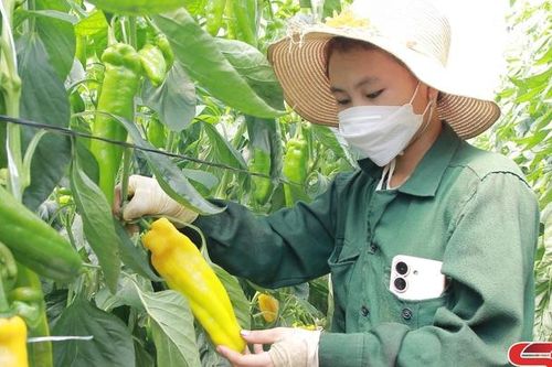 Kênh tín dụng thiết thực của người nông dân
