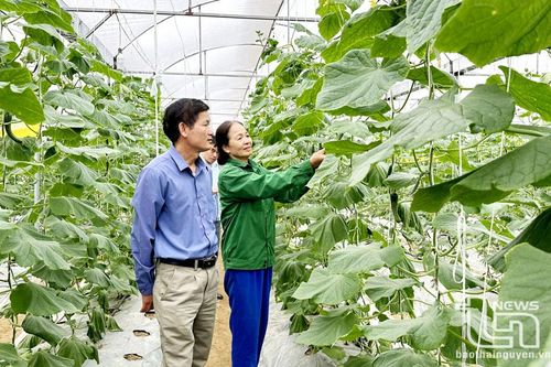 Lợi ích kép từ bảo vệ sức khỏe cây trồng
