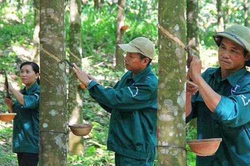 Giá cao su thế giới phá đỉnh 5 năm, Cao su Việt Nam (GVR) hưởng lợi lớn