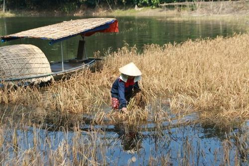 Yên Bái: Người dân, chính quyền tích cực khắc phục thiệt hại nông nghiệp do lũ