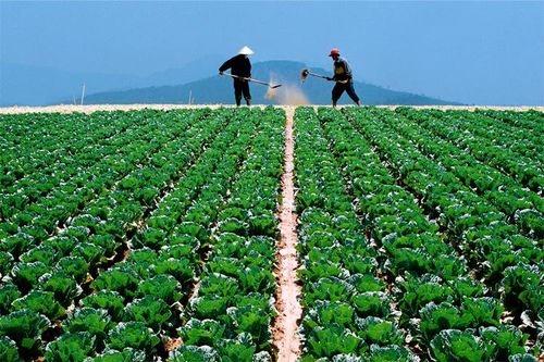 Sau bão lũ càng thấy rõ vai trò của hợp đồng liên kết